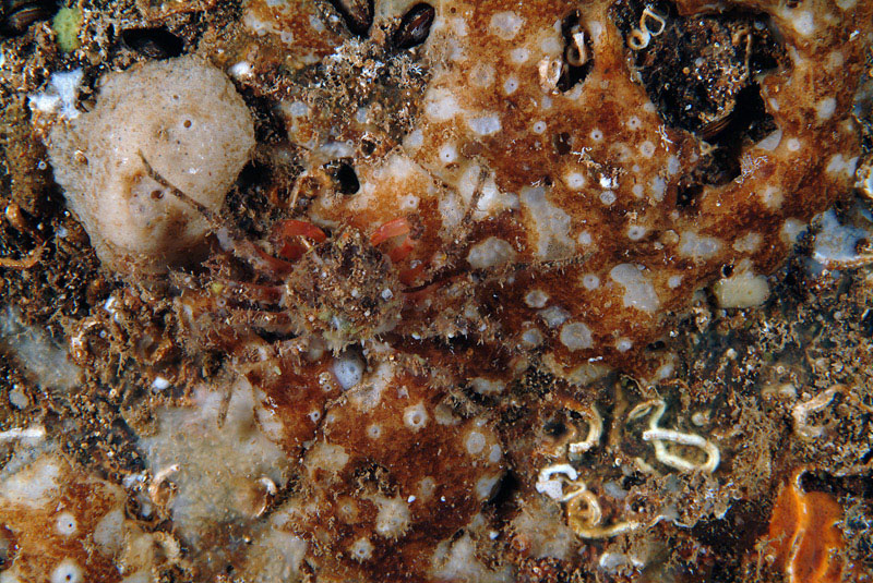 Ircinia sp.